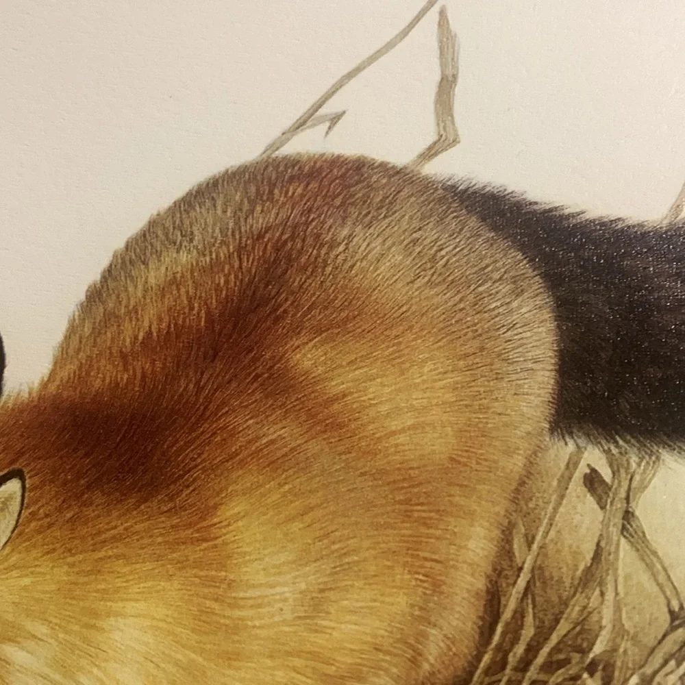 Glen Loates  “FOX” 18 x 23 in signed / sealed lithograph
